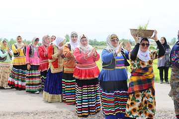 کشت برنج در گیلان